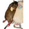 🐀 Эмодзи «☆ ★» для Telegram