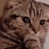 Стикер 46 Animals