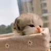 Стикер 3 Animals