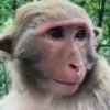Стикер 7 Animals