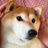Стикер 57 Animals