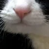 Стикер 55 Animals