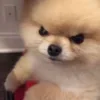 Стикер 32 Animals