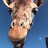 Стикер 24 Animals