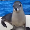 Стикер 9 Animals