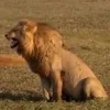 Стикер 8 Animals