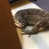 Стикер 26 Animals