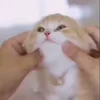 Стикер 47 Animals