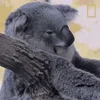 Стикер 11 Animals