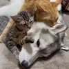 Стикер 27 Animals