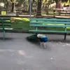 Стикер 13 Animals