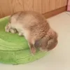 Стикер 25 Animals