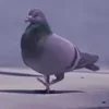 Стикер 15 Animals