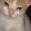 Стикер 36 Animals