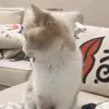 Стикер 31 Animals