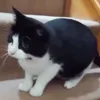 Стикер 16 Animals