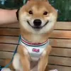 Стикер 60 Animals