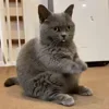Стикер 45 Animals