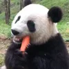 Стикер 21 Animals
