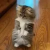 Стикер 5 Animals