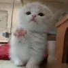 Стикер 42 Animals