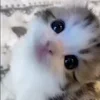 Стикер 33 Animals