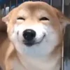 Стикер 12 Animals