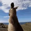 Стикер 50 Animals