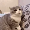 Стикер 53 Animals