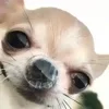Стикер 38 Animals