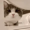 Стикер 51 Animals