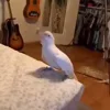 Стикер 17 Animals