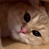Обложка набора Animals