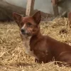 Стикер 18 Animals