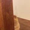 Стикер 6 Animals