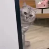 Стикер 20 Animals