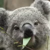 Стикер 22 Animals