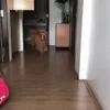 Стикер 4 Animals