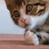 Стикер 34 Animals