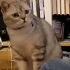 Стикер 49 Animals
