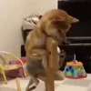 Стикер 59 Animals