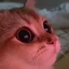 Стикер 39 Animals