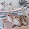 Стикер 28 Animals