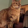 Стикер 23 Animals