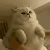 Стикер 29 Animated Rzhombiks