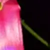 Стикер 32 Animated