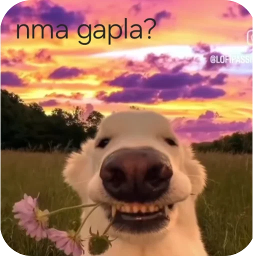 🧐 Стикер «Arajkaaa 4» для Telegram