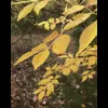 Стикер 17 Autumn