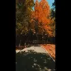 Стикер 25 Autumn
