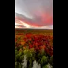 Стикер 19 Autumn